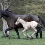 Mangalarga Marchador Stute mit Fohlen