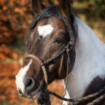 Mangalarga Marchador Hengst