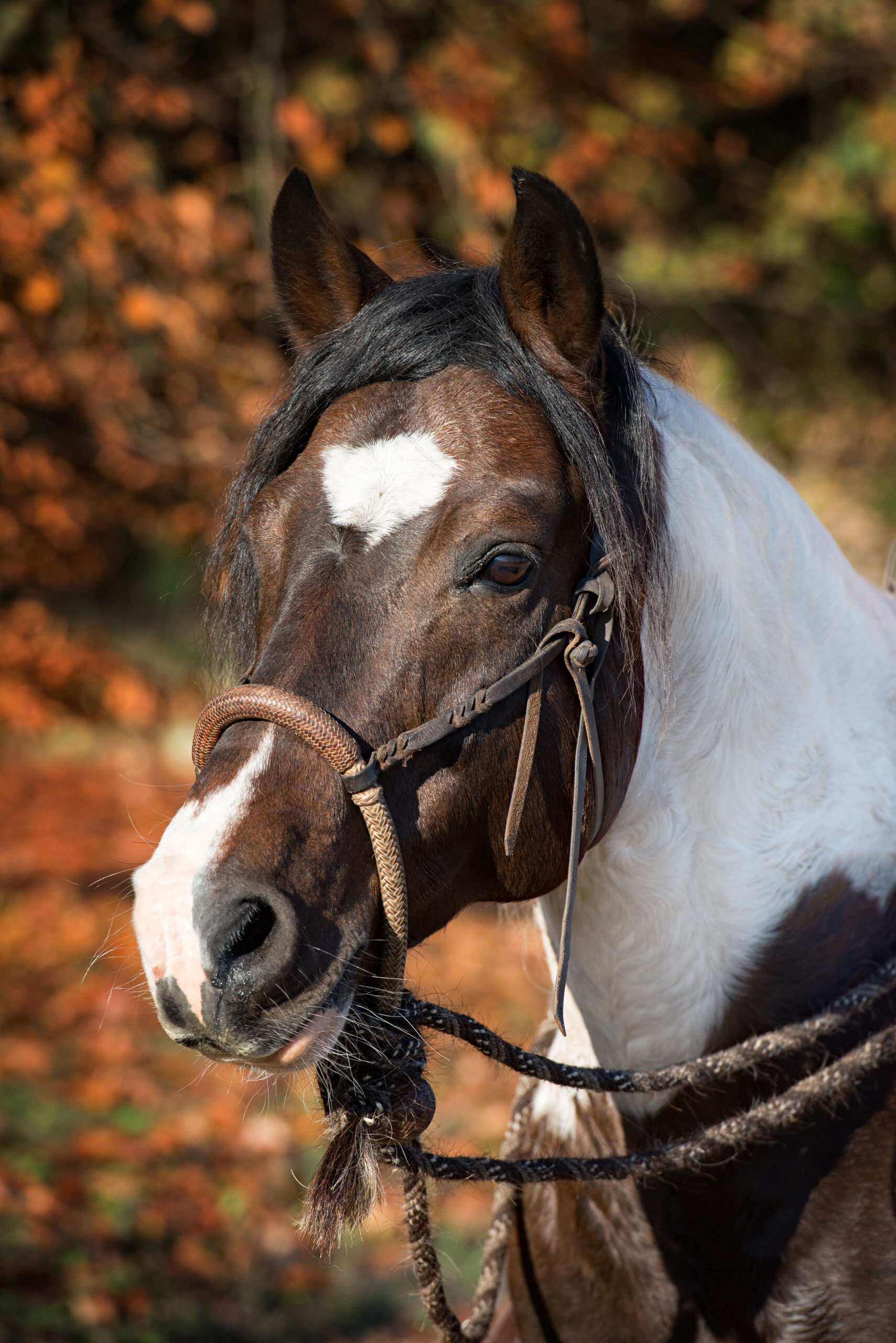 Mangalarga Marchador Hengst