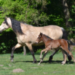 Karen Diehn Archivbild Mangalarga Marchador Stute mit Fohlen