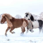 Islandpferde im Schnee