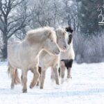 Islandpferde im Schnee