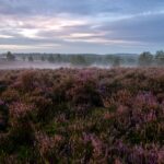 Sonnenaufgang Lüneburger Heide