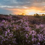 Sonnenaufgang Lüneburger Heide