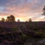 Sonnenaufgang Lüneburger Heide