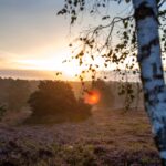 Sonnenaufgang Lüneburger Heide