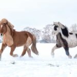 Karen Diehn Archivbild Islandpferde