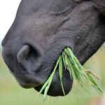 Pferdemaul mit Gras