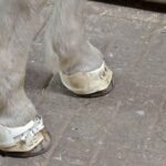 Islandpferde Ballenboots