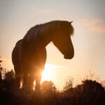 Islandpferd Sonnenuntergang