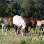 Mangalarga Marchador Fohlen und Stuten
