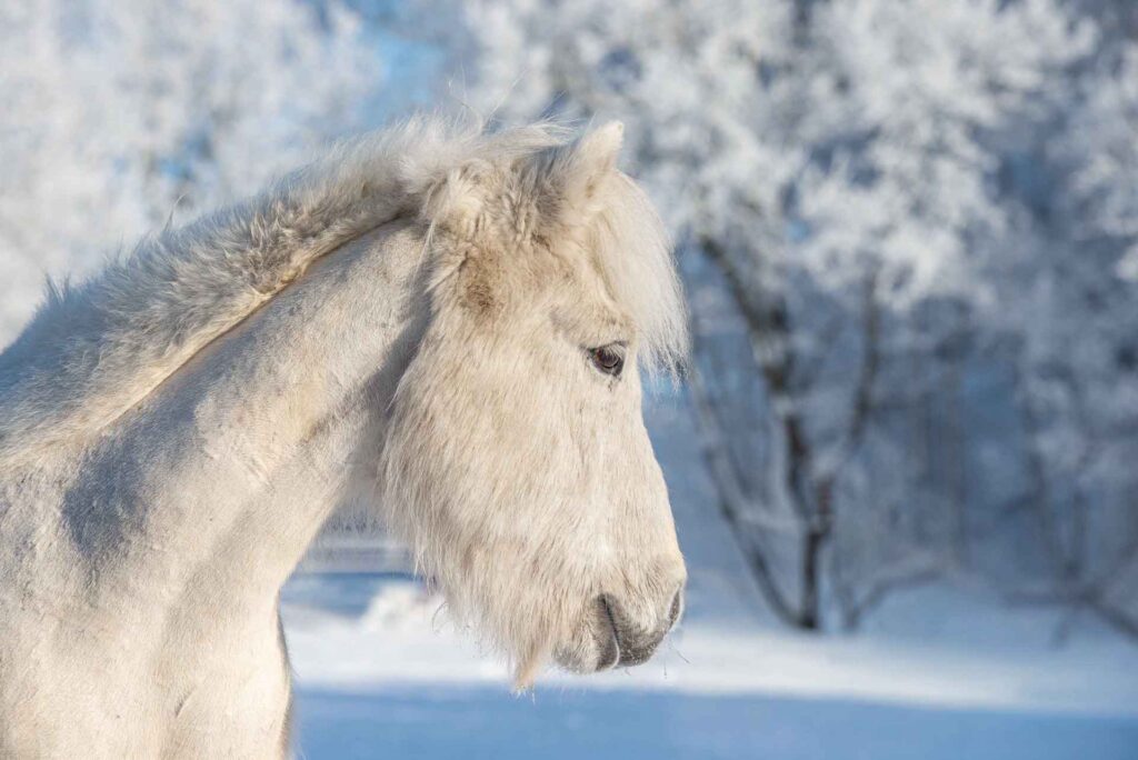 Islandpferd im Schnee