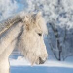Islandpferd im Schnee
