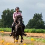 Islandpferd im Tölt