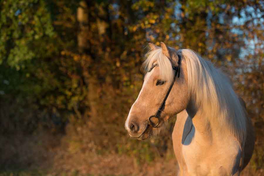 Islandpferd im Abendsonnenschein