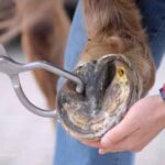 Hufzange und Pferdehuf