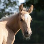 Mangalarga Marchador Fohlen