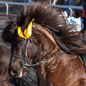 Norddeutsche Hengstparade © Karen Diehn