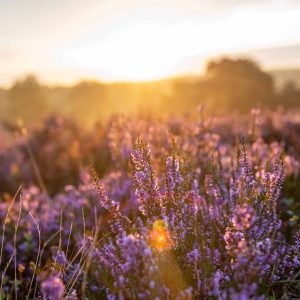 Sonnenaufgang Lüneburger Heide